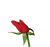 :rose